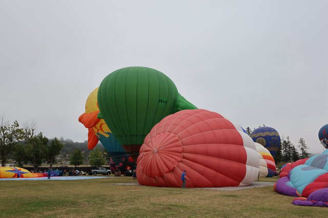 Giant Rooster Balloon Inflating at Sonoma County Classic