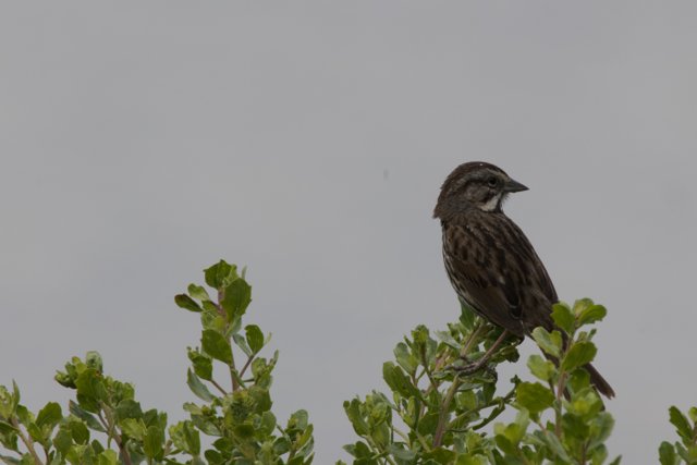 Perched in Serenity