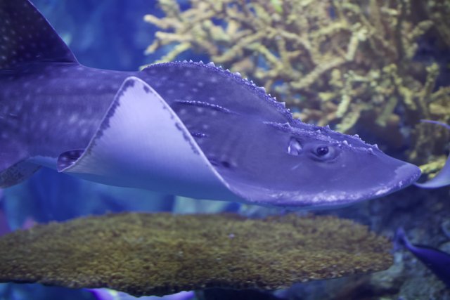 Majestic Manta Ray in Aquarium