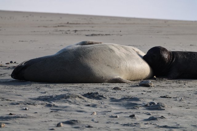 Elephant Seal Molting on Sandy Beach