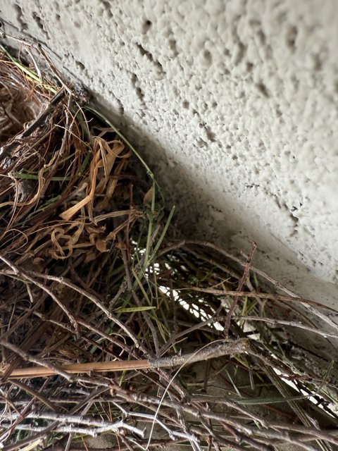 Safe Haven Amongst Twigs