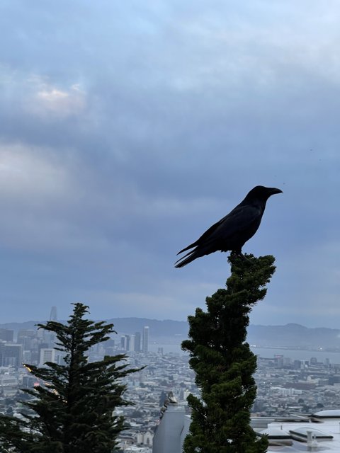 A Crow's View of the City