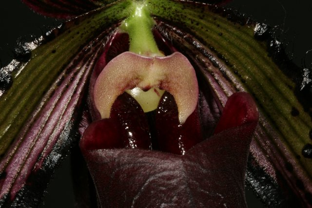 Open-Mouthed Orchid Flower