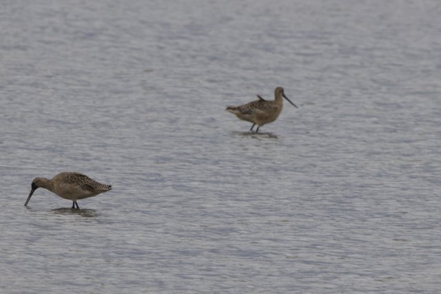 Tranquil Dance of Sandpipers