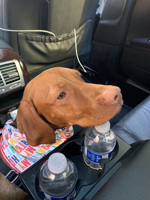 Road Tripping with my Vizsla