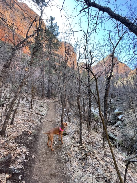 A Canine Adventure in the Coconino Wilderness
