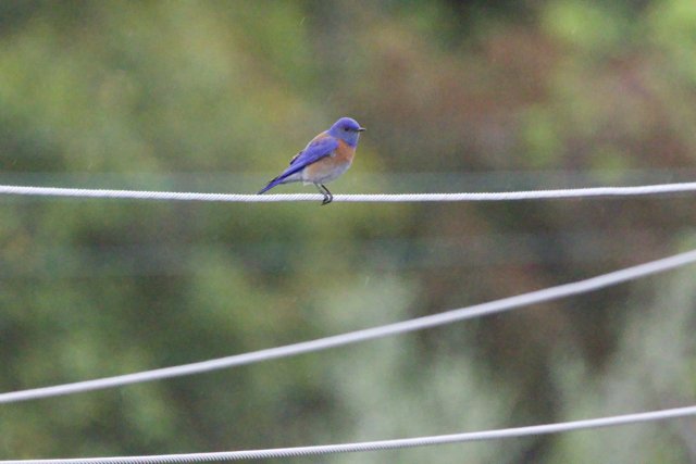 Serenade on a Wire