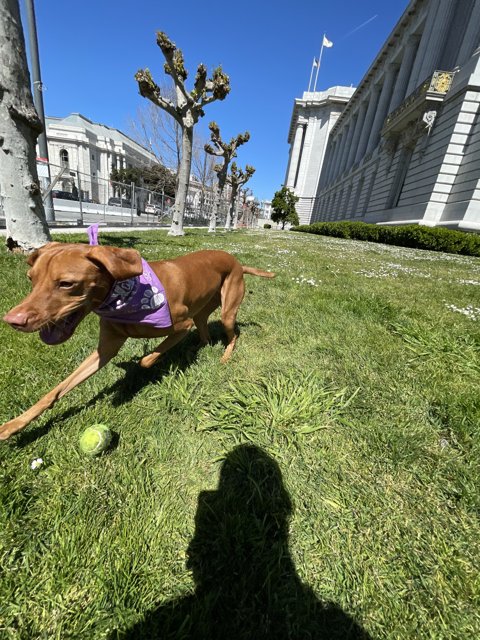 Playful Pup in Front of San Francisco City Hall
