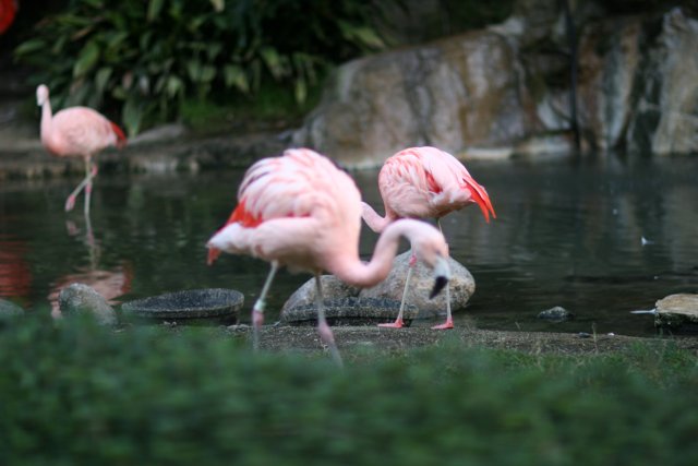 Flock of Flamingos in the Rocky Waters