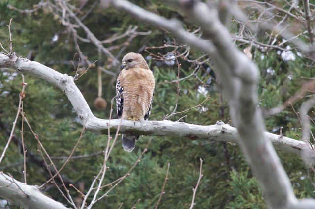 Red-Shouldered Hawk Perched on Bare Winter Branch