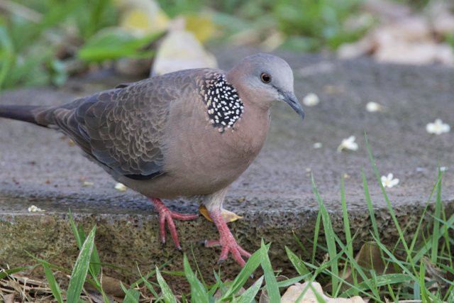 Serenity in Feathers: A Spotted Dove at Honolulu Zoo