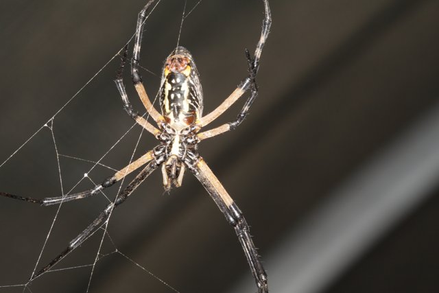 Garden Spider with Striking Black and Yellow Head