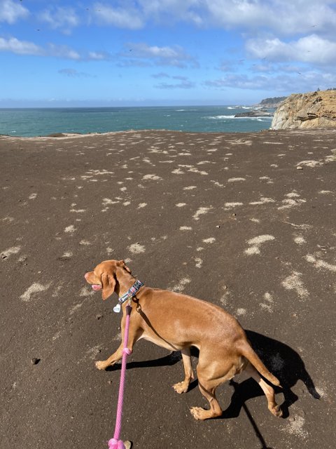 A Beach Walk with My Furry Friend