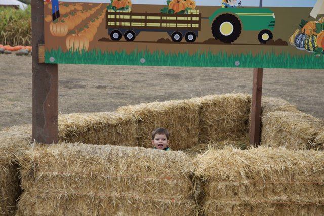 Harvest Playtime