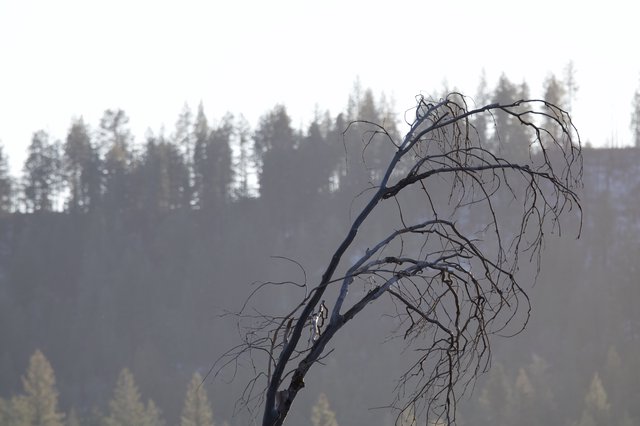 Bare Tree Against Misty Forest Layers in Yosemite