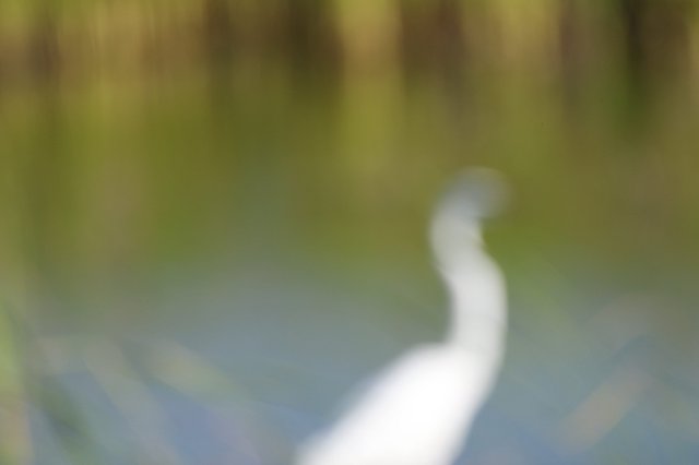 Great Egret Wading Through Wetland Waters at Dusk