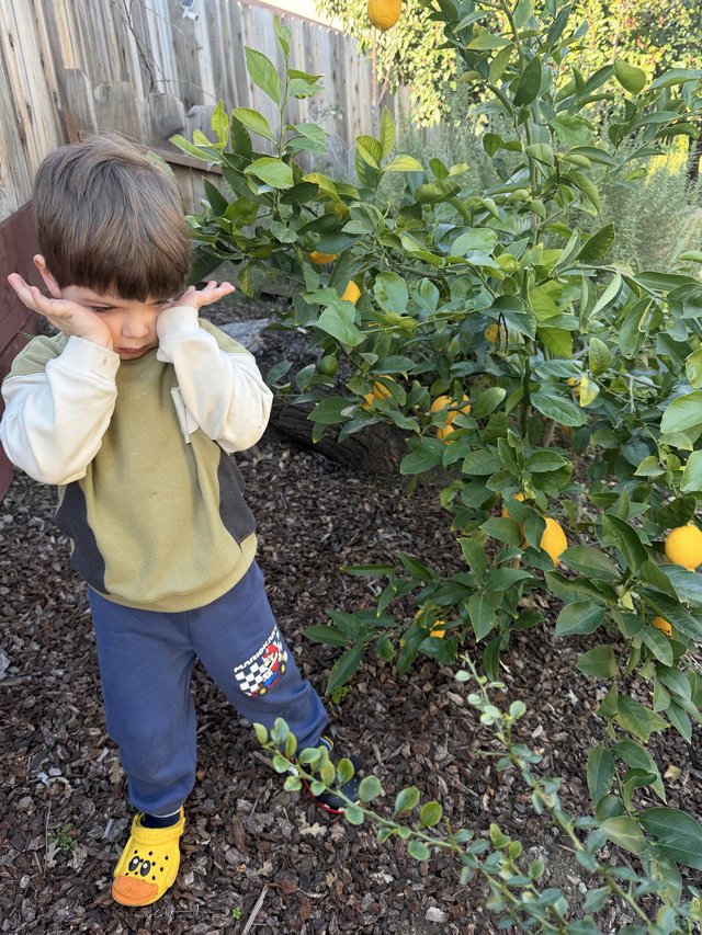 Young Boy Covering Ears in Backyard Citrus Garden