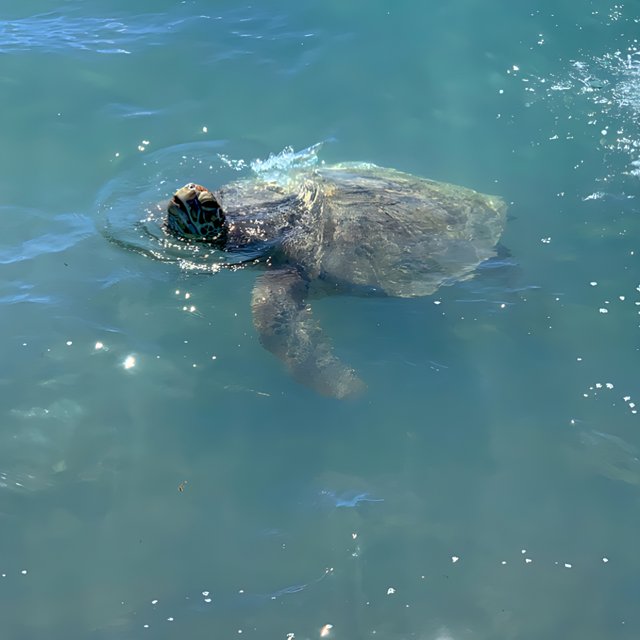 Majestic Sea Turtle in Waikiki