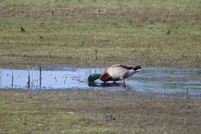 Male Mallard Duck Foraging in Shallow Wetland Pool