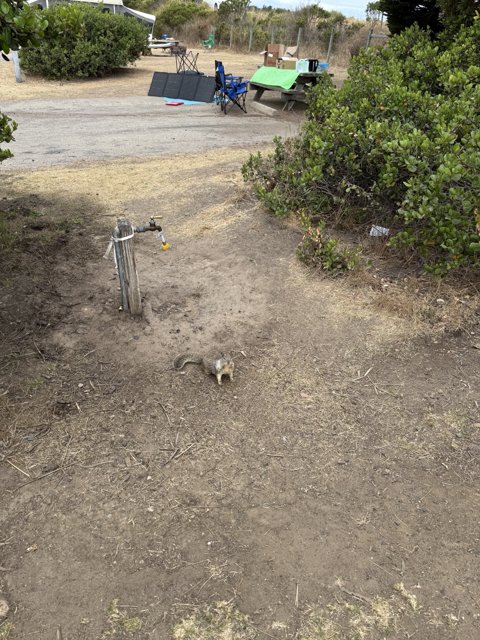 Morning Encounter in Cambria