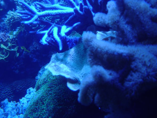 An Underwater Oasis of Coral Reef