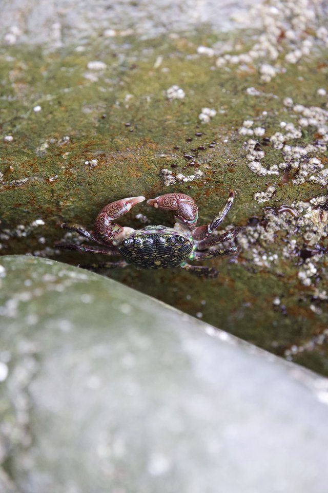 Colorful Shore Crab Clinging to Barnacle-Encrusted Rock