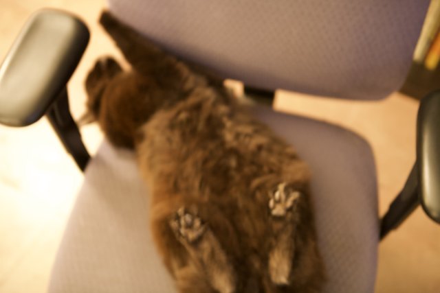 Feline Relaxation on a Cushioned Armchair