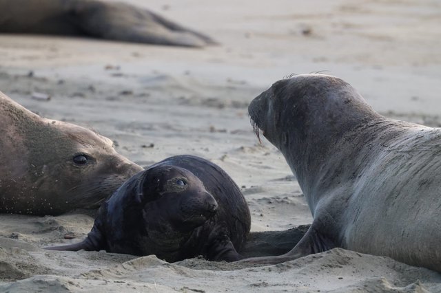 Elephant Seal Pup with Adults at Drakes Beach