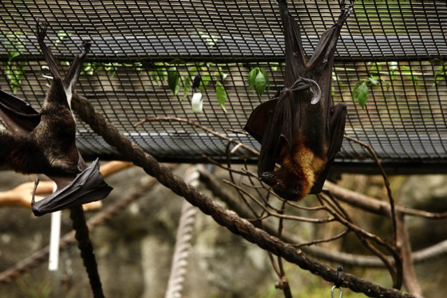 Bat Duo at Oakland Zoo
