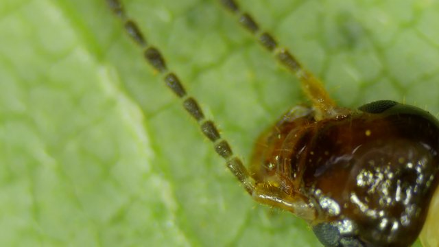 Extreme Macro: Damselfly Head and Antennae Detail