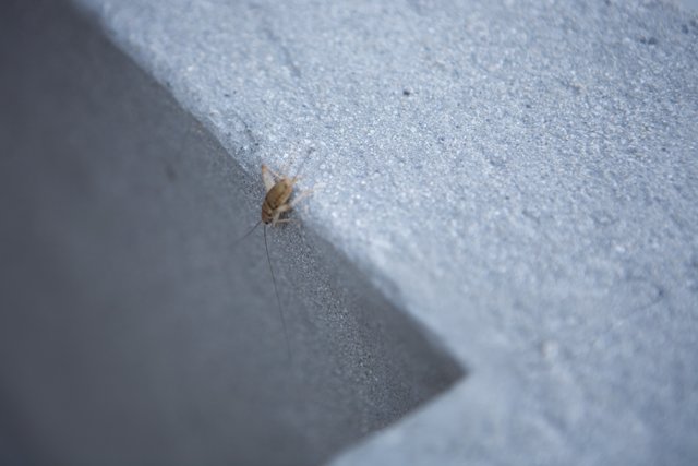 Cricket Insect on Downtown Wall