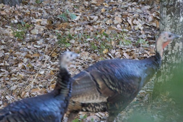 Autumn Stroll with the Wild Turkeys