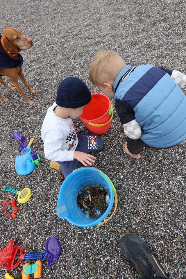Young Boys Discovering Treasures in Beach Buckets