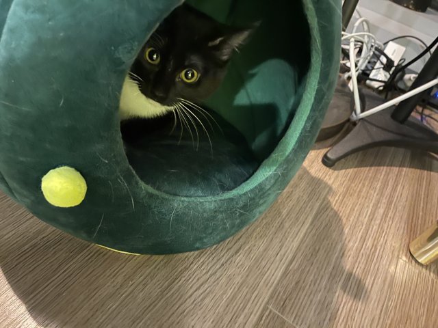 The Tennis Cat