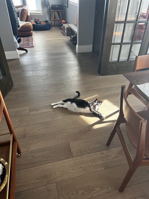 The Relaxed Feline in the Hardwood Living Room