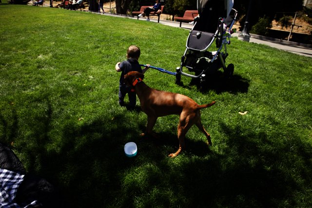 Unforgettable Moments: Child's Day Out with Canine Companion