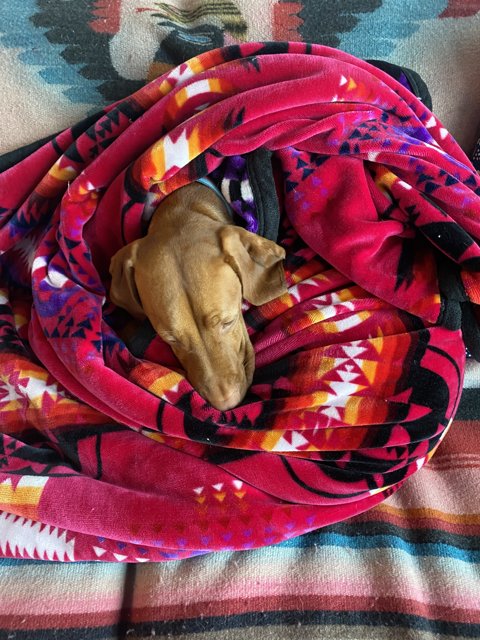 Snug as a Hound in a Quilt