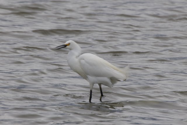 Graceful Presence in San Pablo Bay