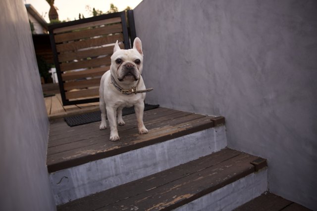 The Staircase Sentinel: Our Bulldog's LA Adventure