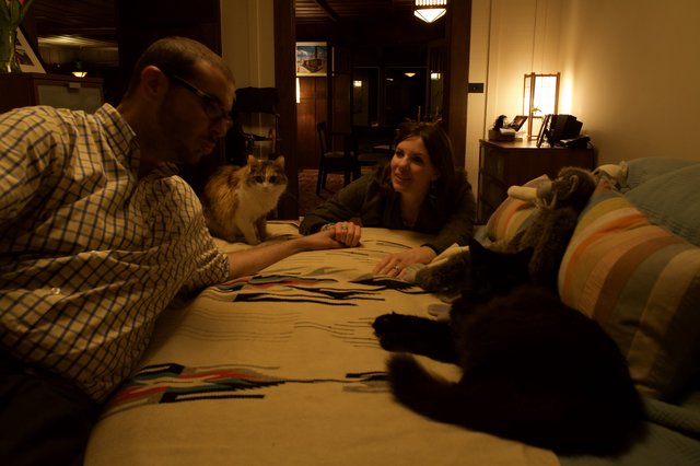 Cozy Evening with Cats on the Bed