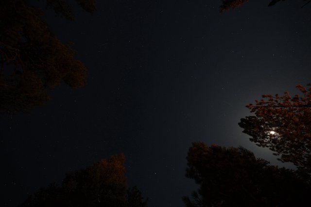 Moonlit Pines Under a Star-Scattered Sky