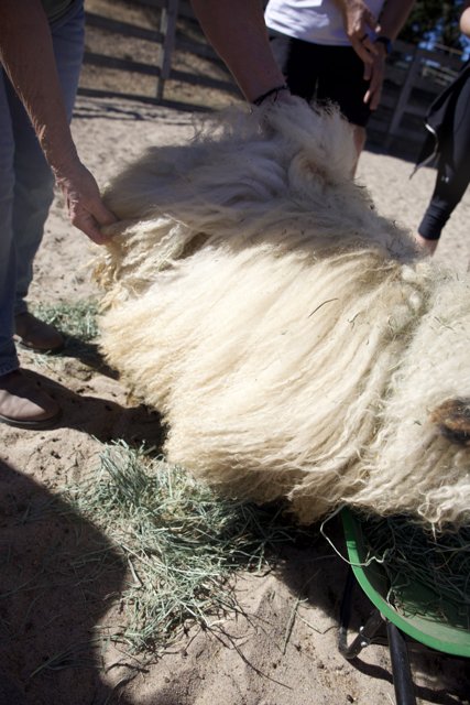 Embracing the Woolly Wonders