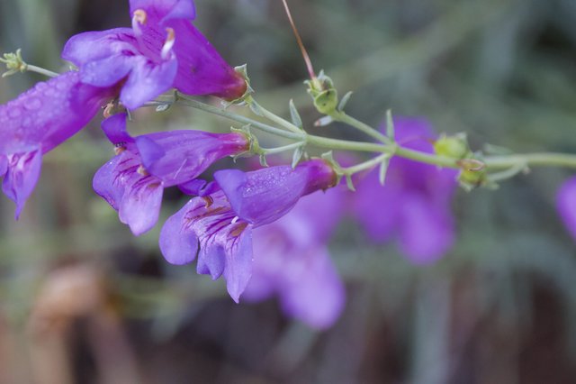 Purple Penstemon Blooms in Morning Dew