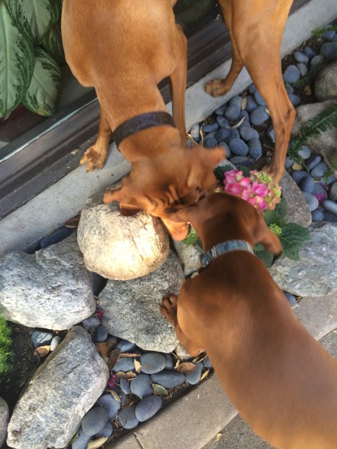 Two Dogs Greet Each Other on a Stone Ledge
