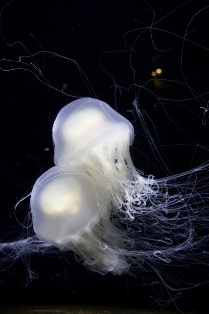 Mesmerizing Jellyfish Duo