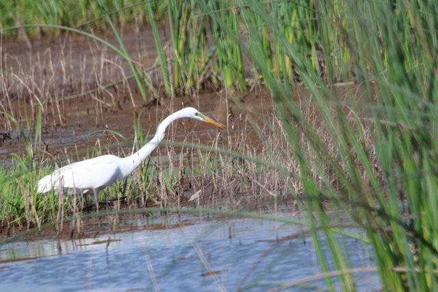 Great Egret Hunting in Wetland Marsh