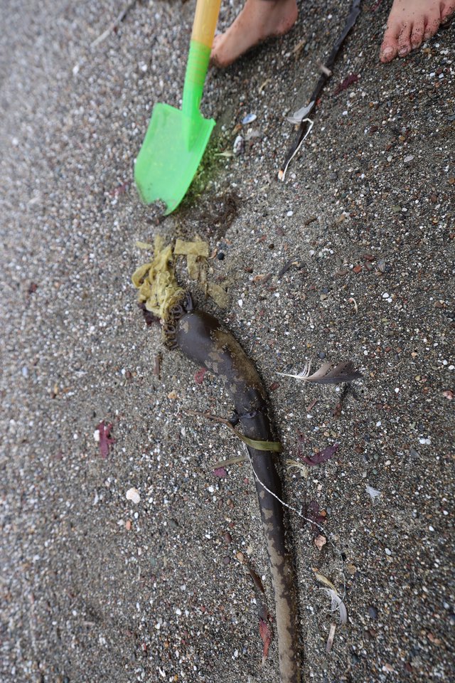 Child Explores Beached Kelp with Toy Shovel