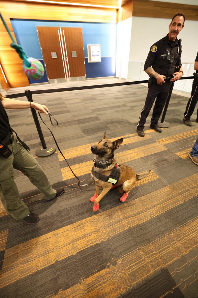 TSA K9 Unit Belgian Malinois in Red Booties