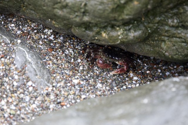 Small Crab Hiding Between Rocky Beach Crevices
