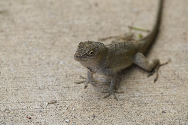 Majestic Stance: Portrait of a Gecko at Honolulu Zoo